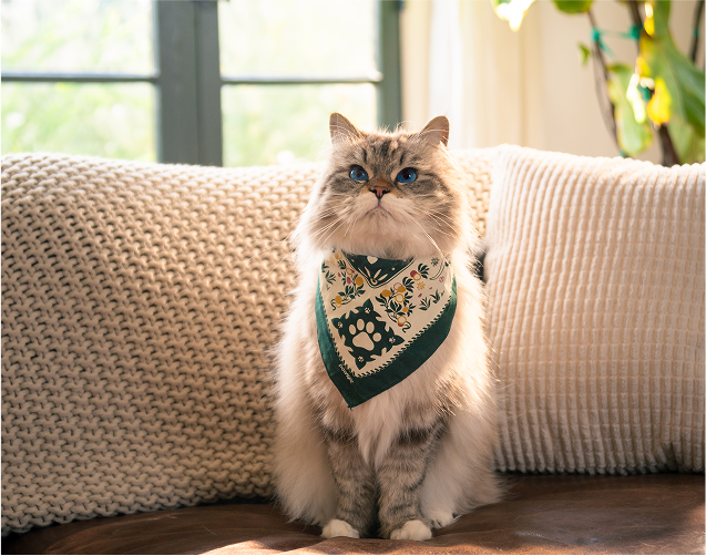 Dream Bandana worn by a cat.